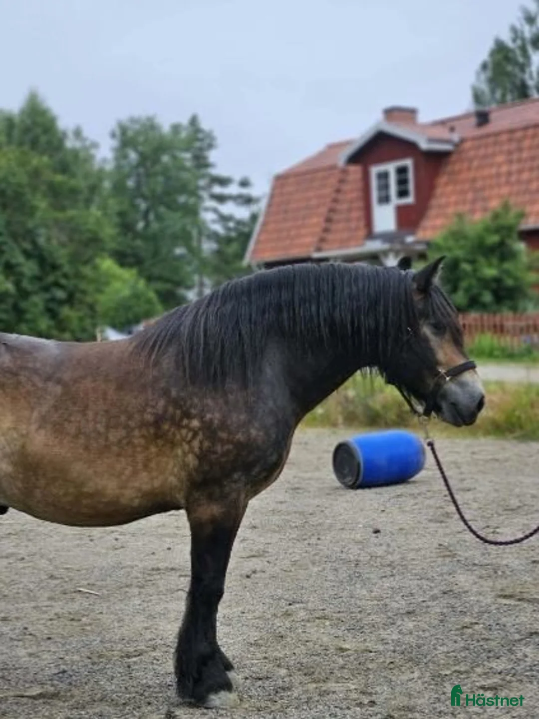 Körning hästar till salu: Fin Nordsvensk i Trosa - Annons 1