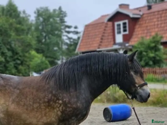 hästar till salu: Fin Nordsvensk - Annons 1