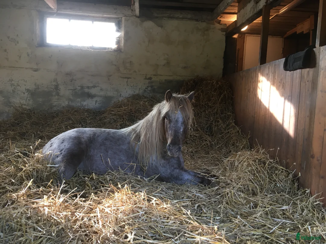  foderhäst finnes: Pigg B-ponny för körning och annat kul  i Hasslö - Annons 9