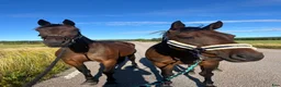  medryttarhäst finnes: Ansvarsfull medryttare sökes i Tidaholm - Annons 1