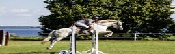 Hoppning hästar till salu: Conemara sport pony i Stockholm - Annons 6