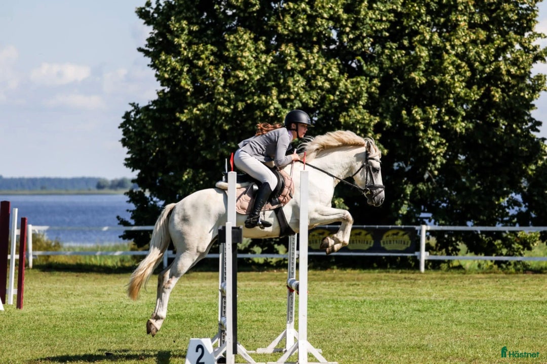 Hoppning hästar till salu: Conemara sport pony i Stockholm - Annons 6