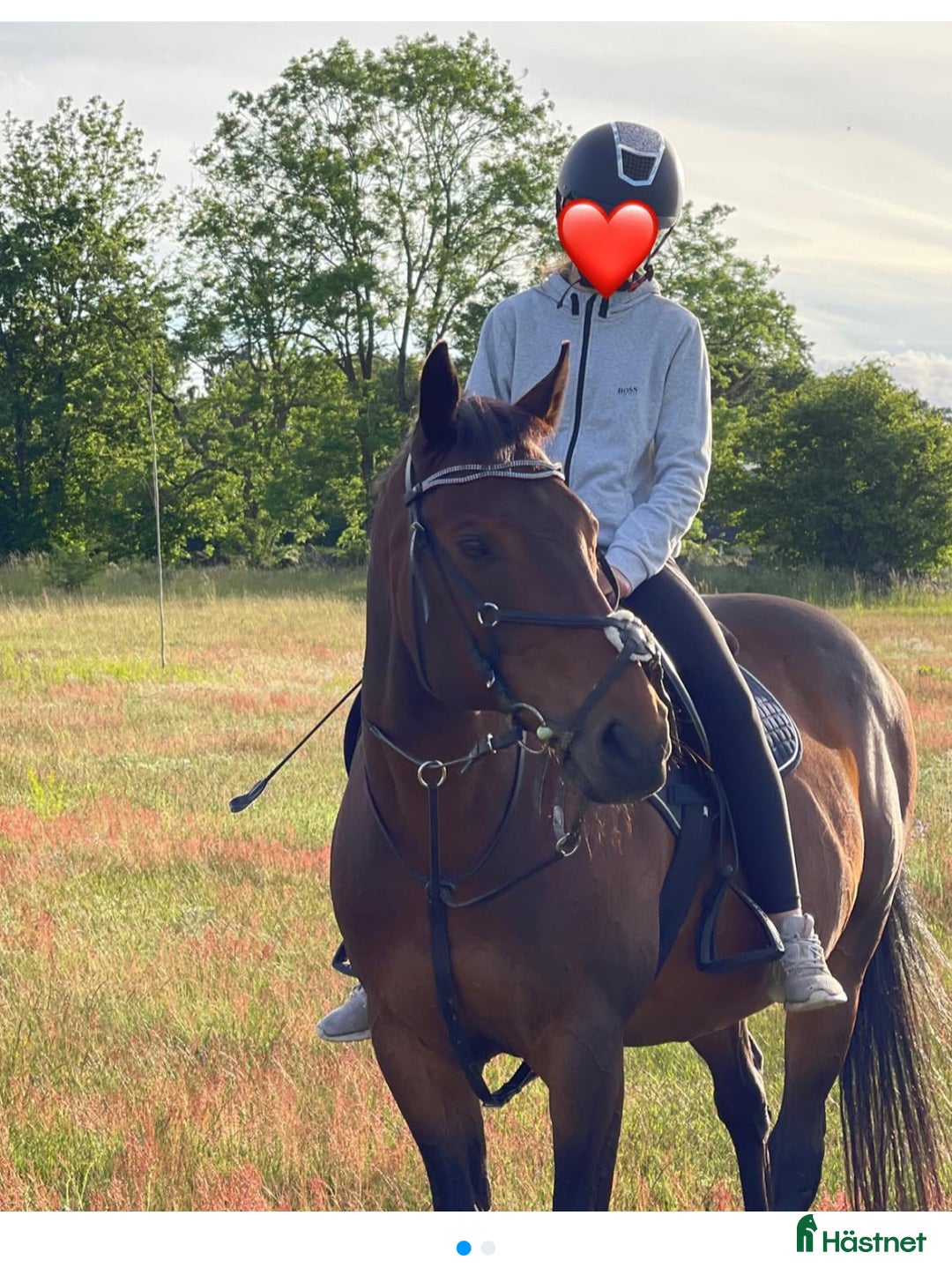 Allround hästar till salu: Två fina hästar söker sitt sista hem i Kristianstad - Bild 4