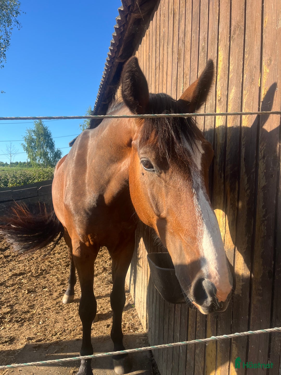 Avelshästar hästar till salu: Top avlshoppe sælges, hophest - Annons 21