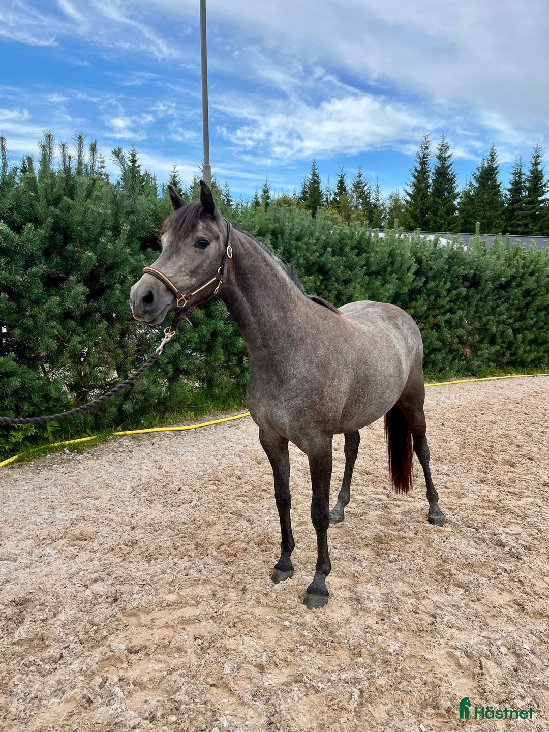 Hoppning hästar till salu: Tillfälle!! Otroligt söt och lovande ungponny i Lammhult - Annons 2