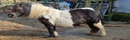 Akademiskt hästar till salu: Haflinger & Shetland Pony – Seeking a Forever Home - Annons 7