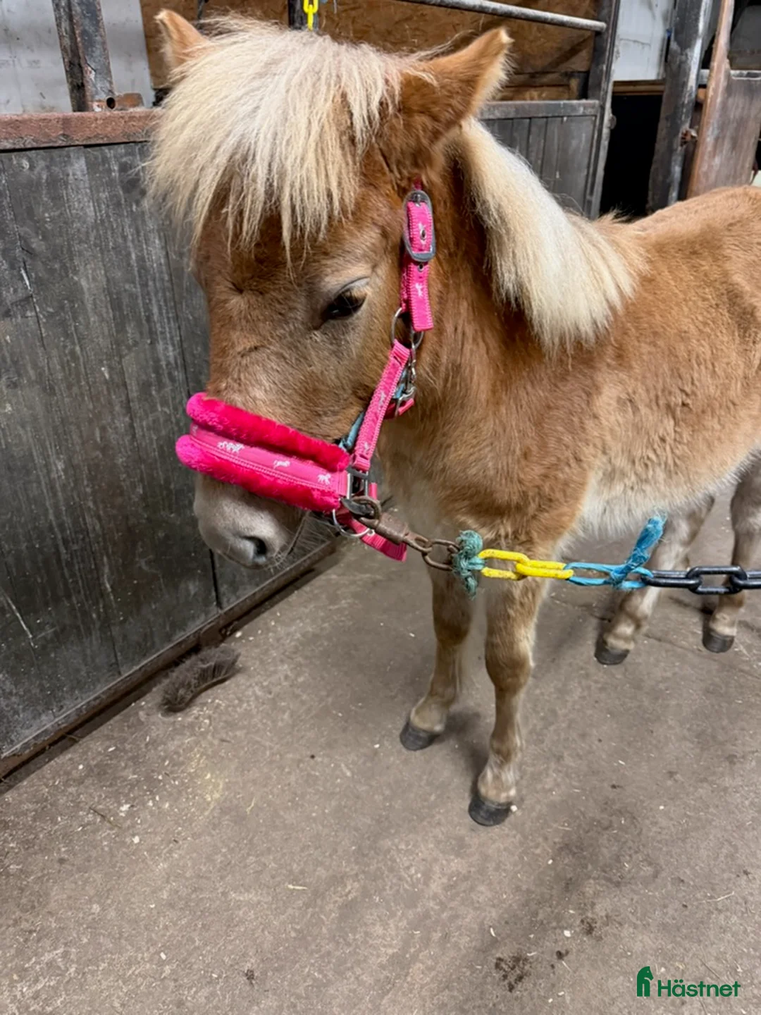 Trav hästar till salu: Hingst föl  i Eldsberga - Annons 1