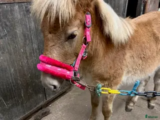 hästar Hingst föl - Annons 1