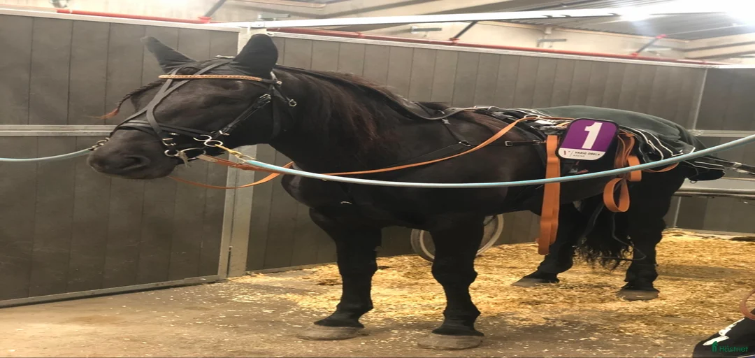 Galleribild {{count}}