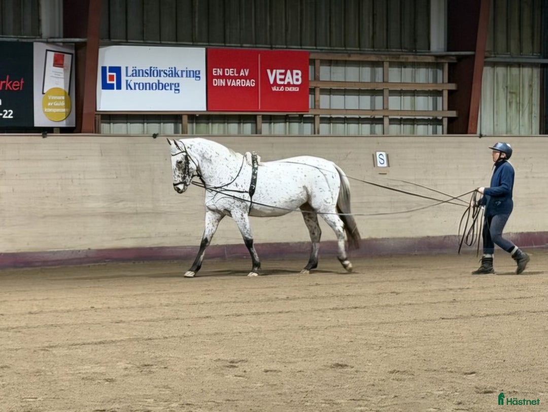 Allround hästar till salu: Knabstrupper sto  i Väckelsång - Annons 2