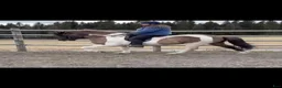 Island hästar till salu: Fin islandsvalack - Annons 1
