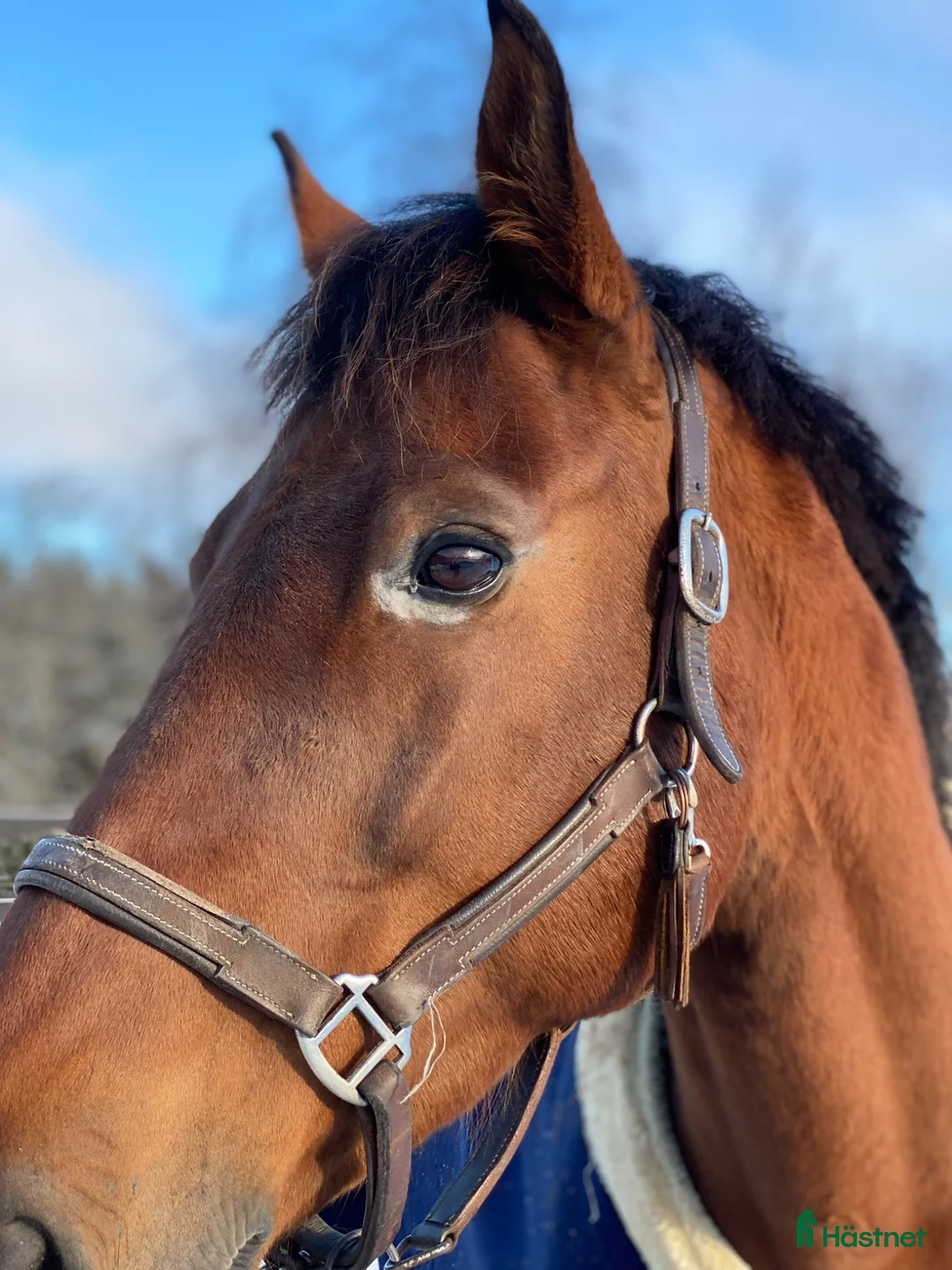 Allround hästar till salu: Bästa kompis - Annons 2