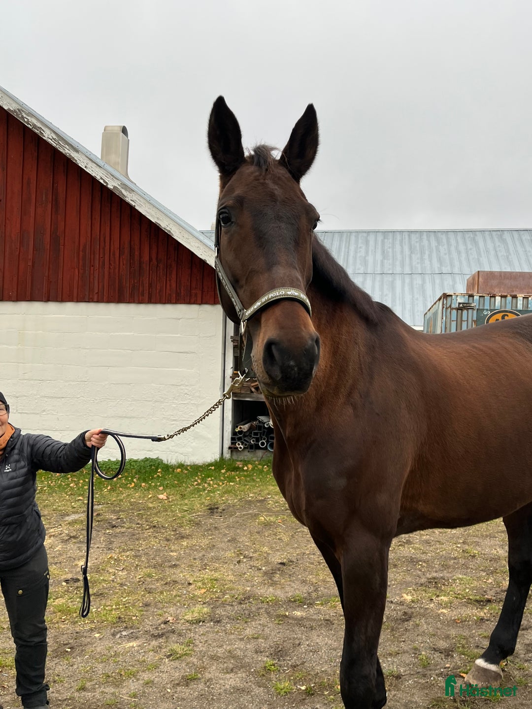 Dressyr hästar till salu: Jättefint dressyrsto säljes i Rosvik - Annons 2