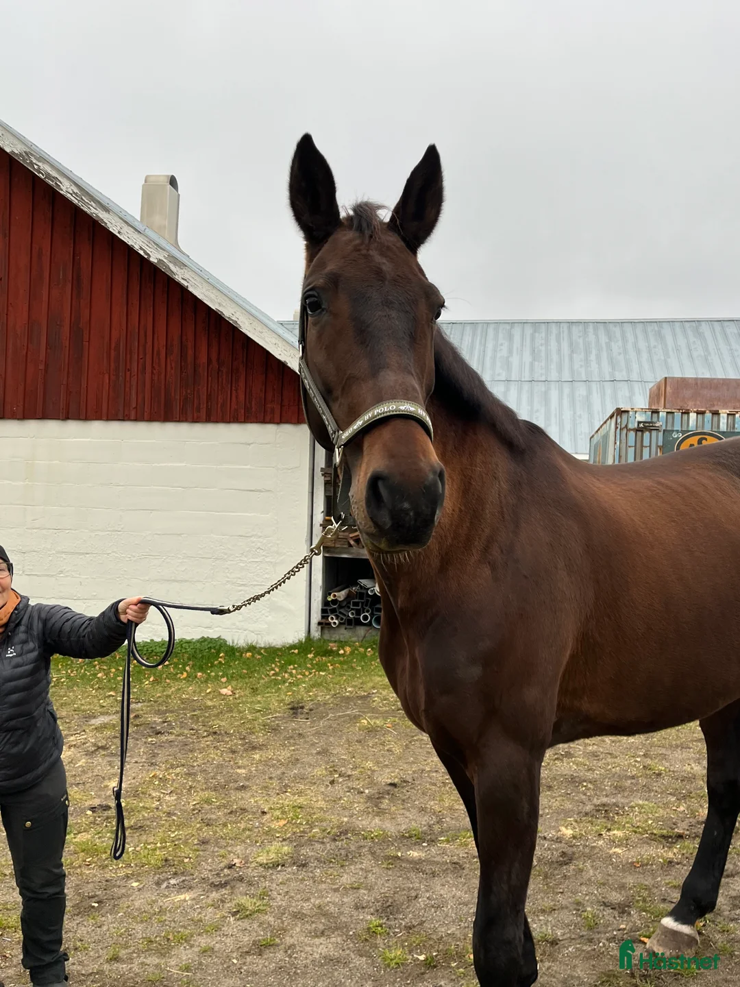 Dressyr hästar till salu: Jättefint dressyrsto säljes i Rosvik - Annons 2