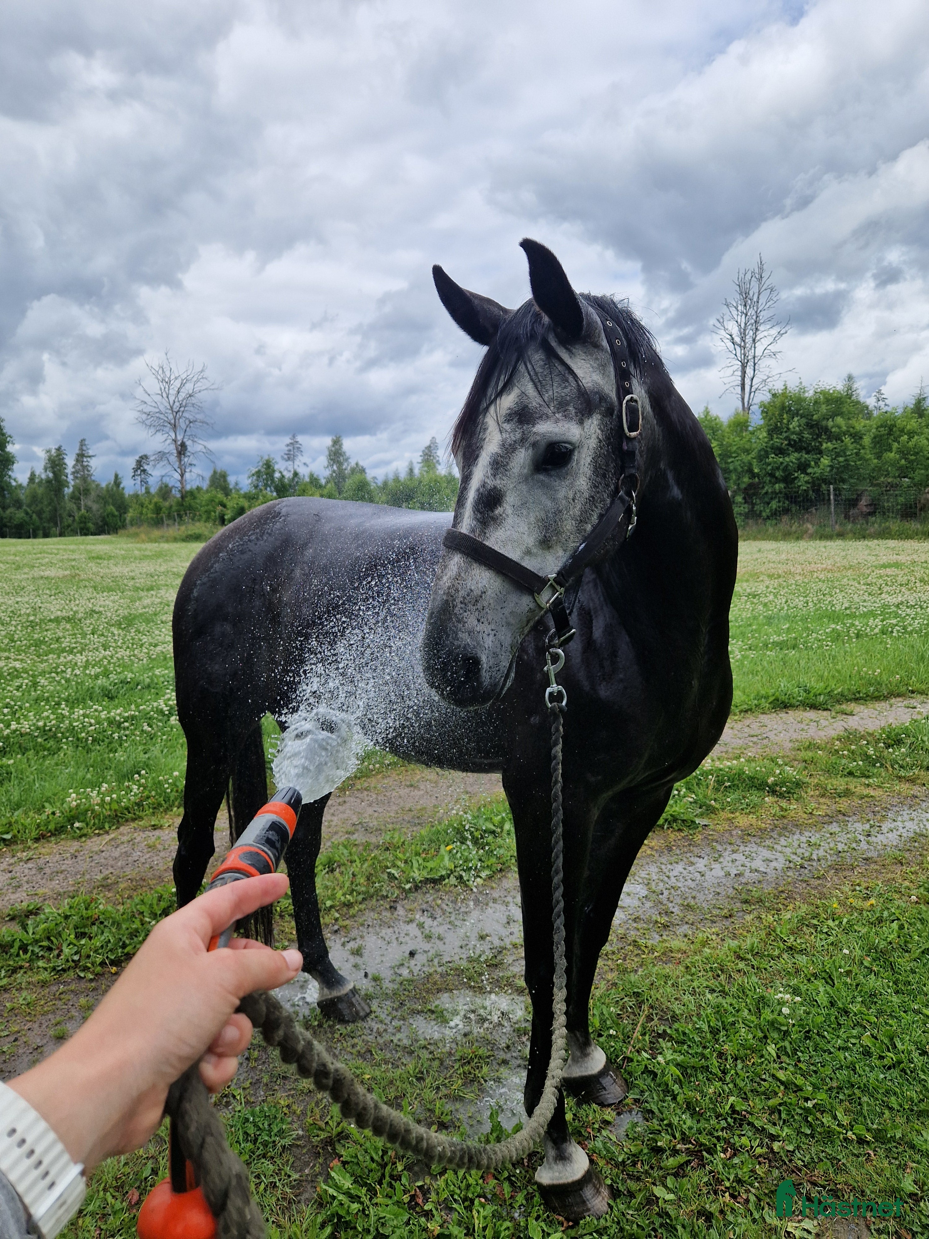  hästar Arab/halvblod säljes - Annons 8