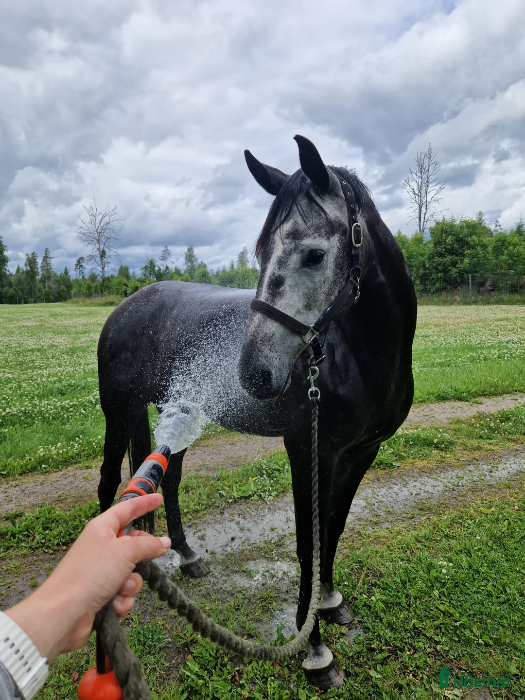 Allround hästar till salu: Arab/halvblod säljes - Annons 1