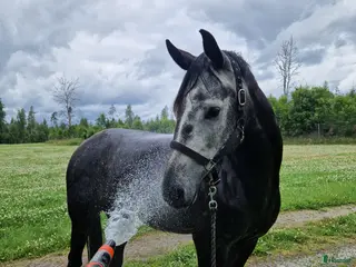 hästar Arab/halvblod säljes - Annons 8