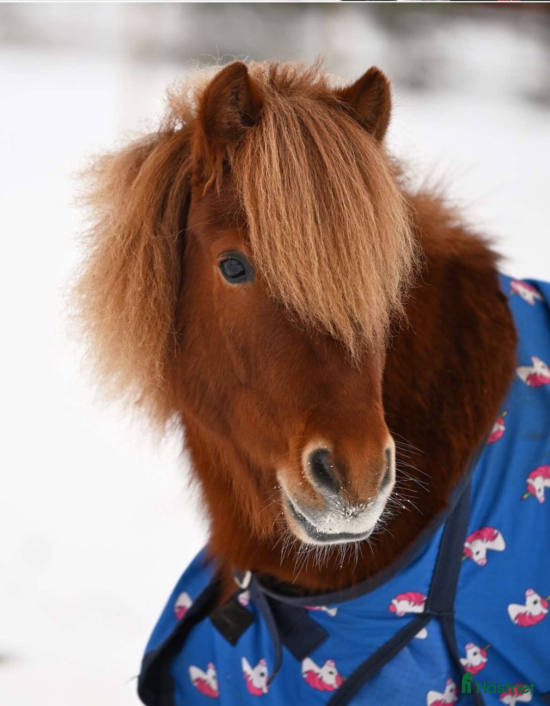 Trav hästar till salu: Olaf - fartfylld och charmig ponnytravare i Östersund - Annons 4