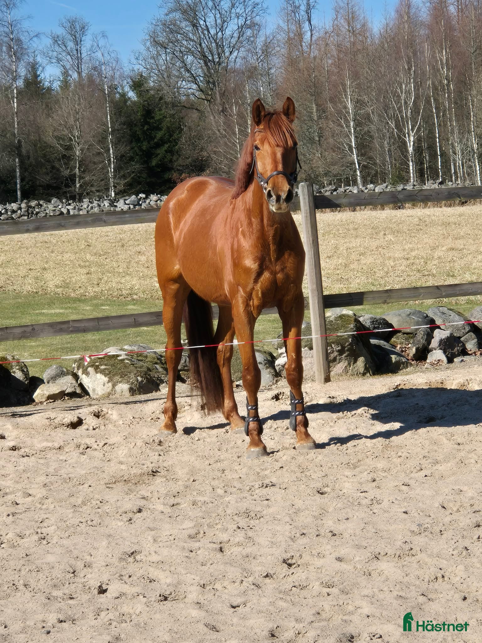  hästar Mycket trevlig 4 åring  - Annons 1
