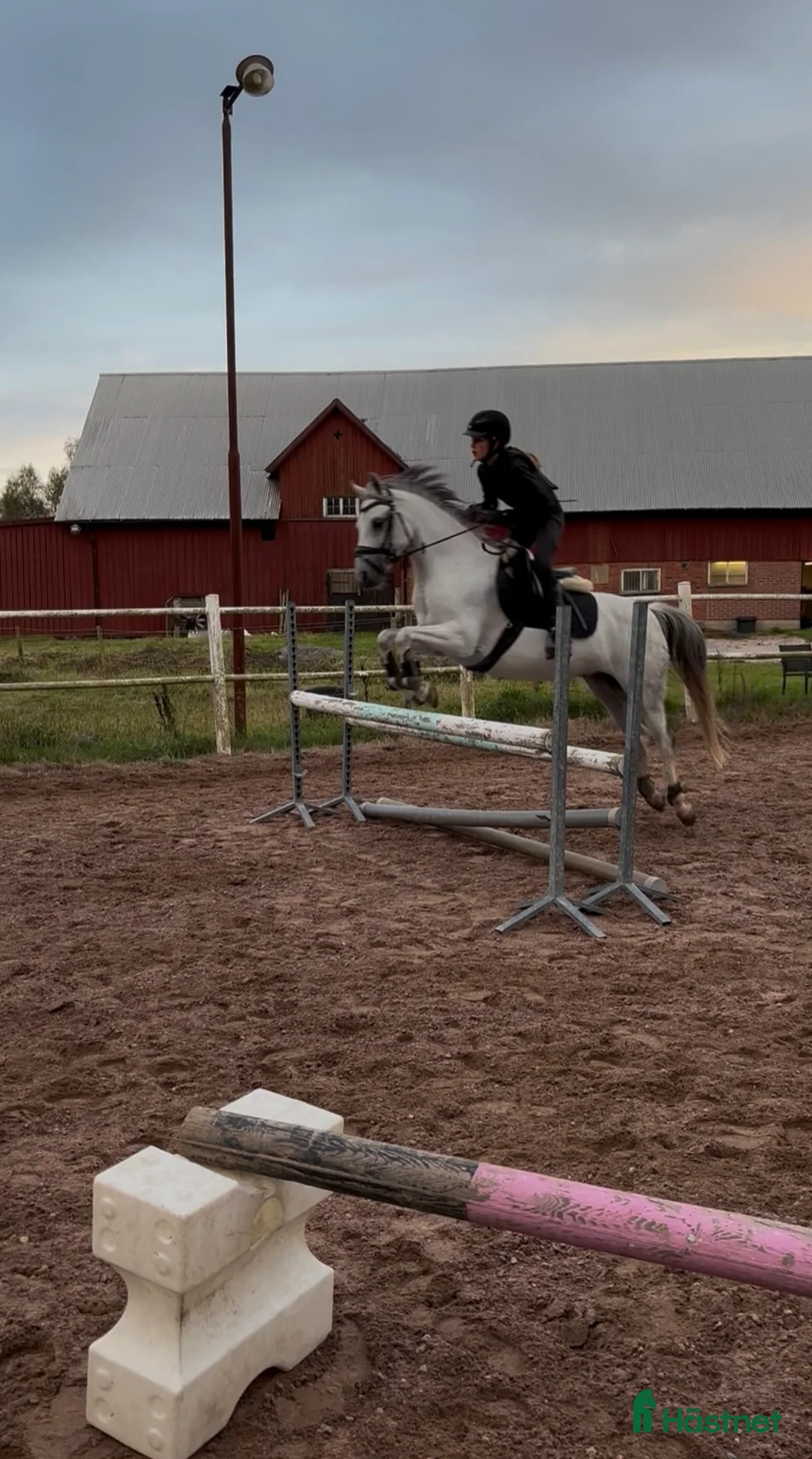 Dressyr hästar till salu: Tävlingsponny kat C i Hyltebruk - Annons 5