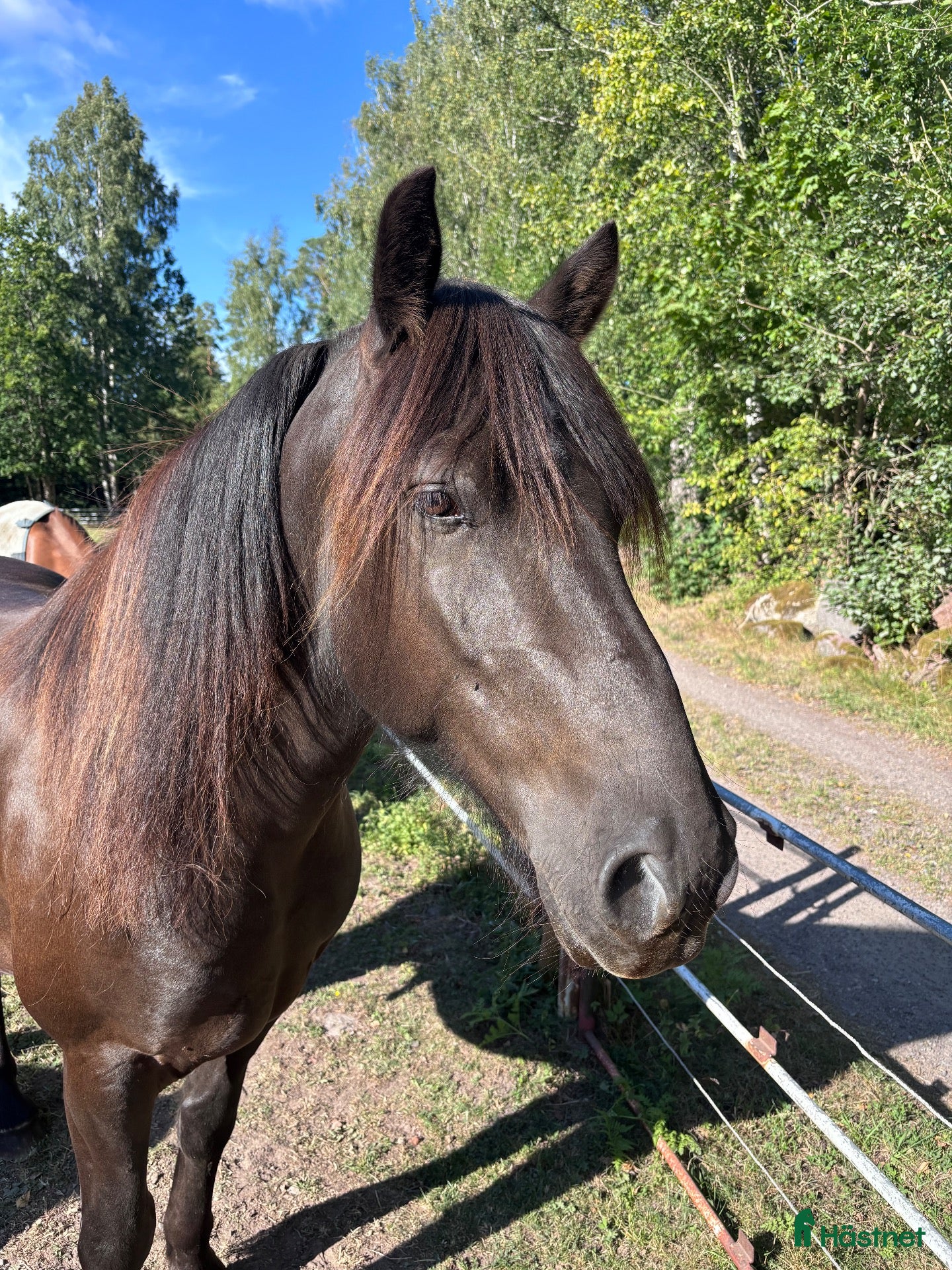  foderhäst Atlas söker fodervärd! - Annons 11