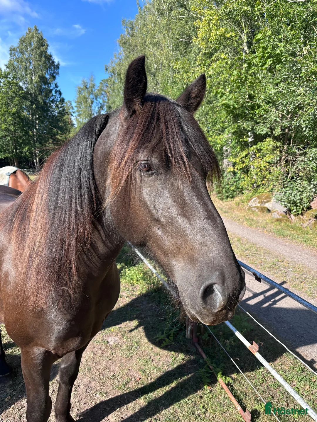  foderhäst finnes: Atlas söker fodervärd! i Nybro - Annons 1