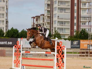 hästar Snygg, snäll kille med mycket kapacitet - Annons 12