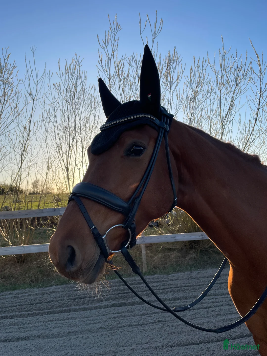 Dressyr hästar till salu: Grön valack med potential  - Annons 1