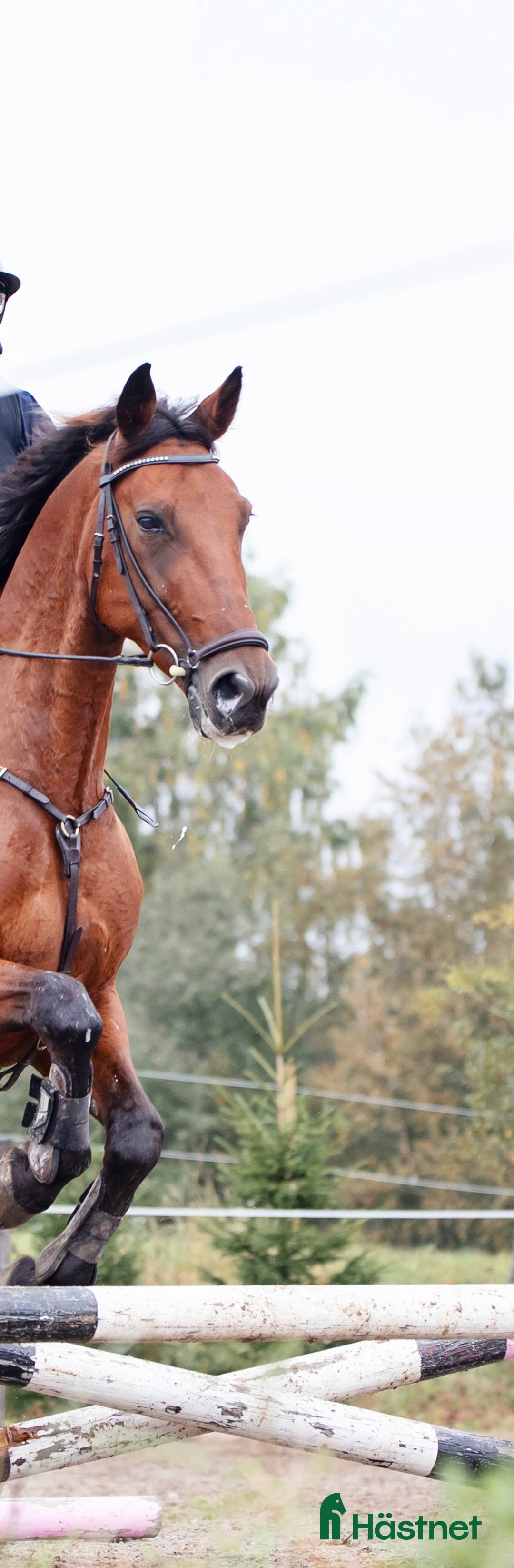 Allround hästar till salu: Super snäll varmblodsvalack i Kovland - Annons 2