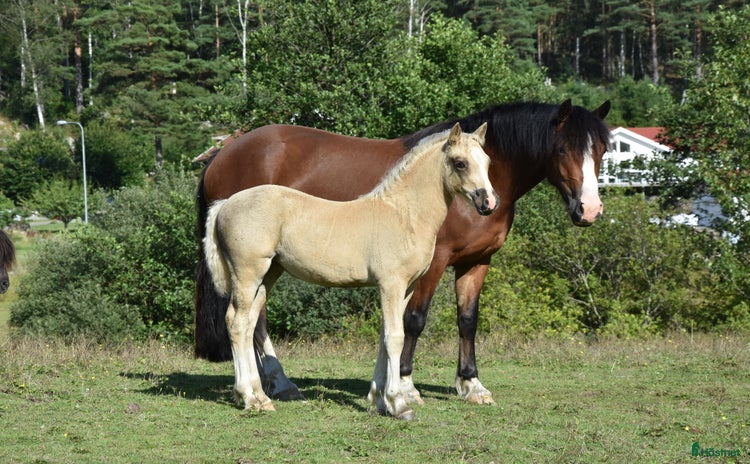  hästar Welsh cob stoföl med fart i! i Partille - Annons 3