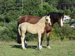 hästar Welsh cob stoföl med fart i! i Partille - Annons 5