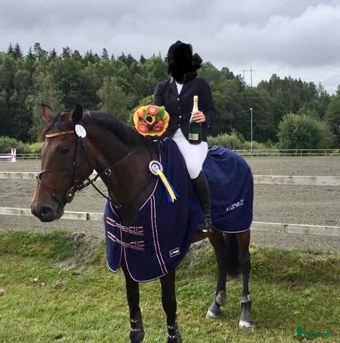 Allround hästar till salu: Lyxig hobbyhäst/Avelsto med toppstam i Lerdala - Annons 3