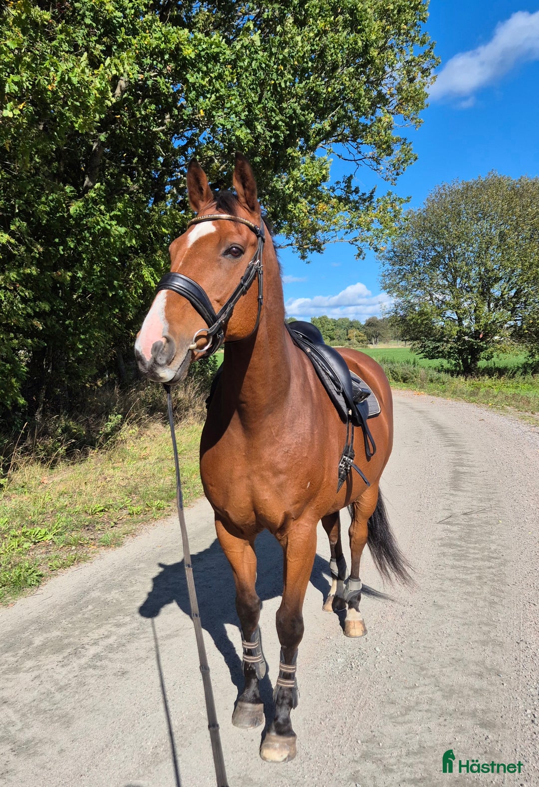 Dressyr hästar till salu: Välutbildad valack  i Varnhem - Annons 5