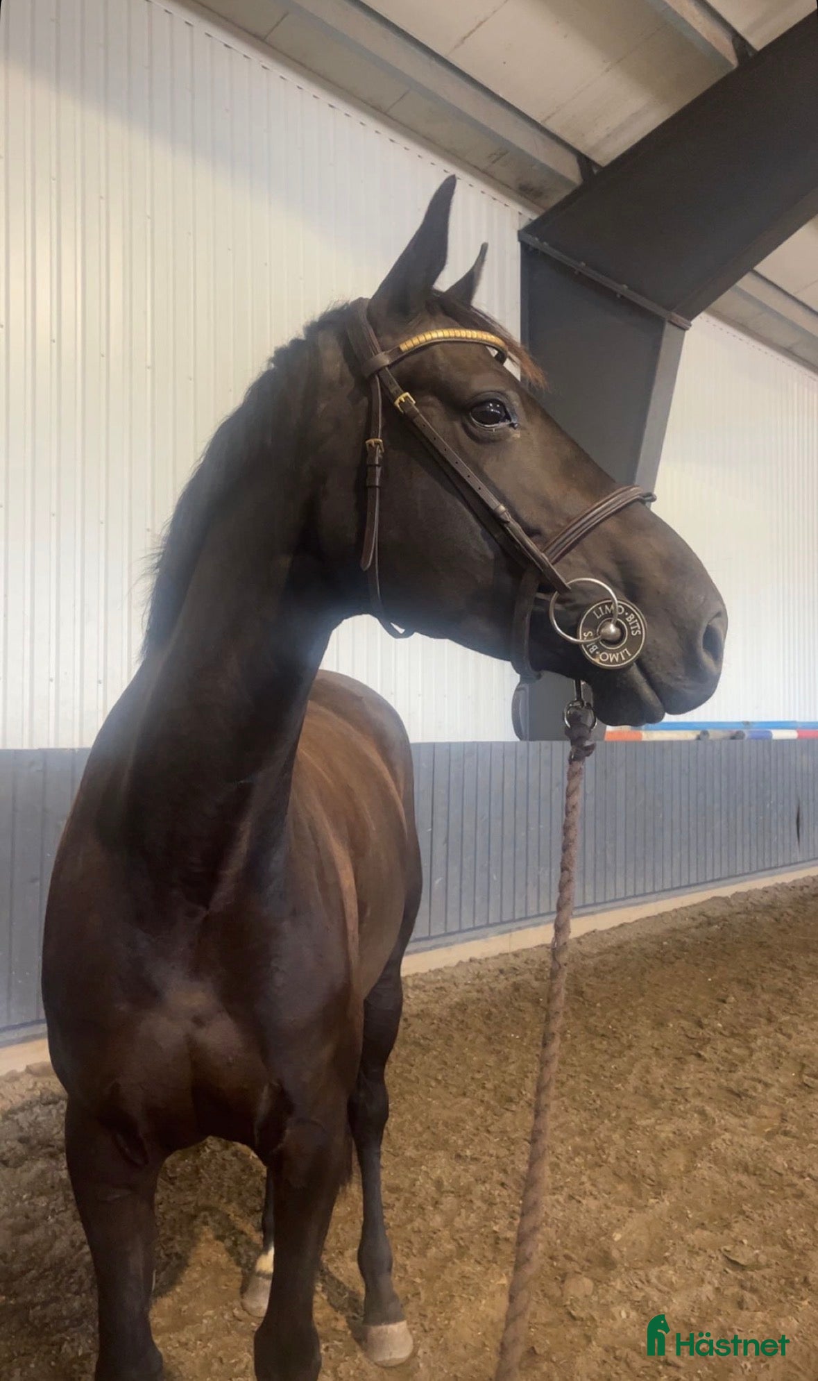  hästar Lekker avlssto selges - Annons 9