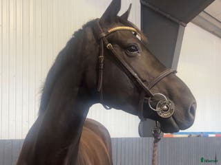 hästar Lekker avlshoppe selges i Sandefjord - Annons 13