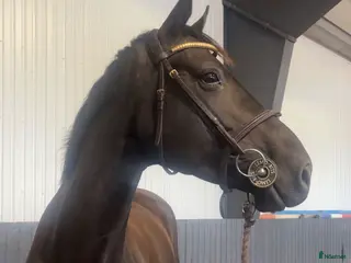 hästar Lekker avlssto selges - Annons 9