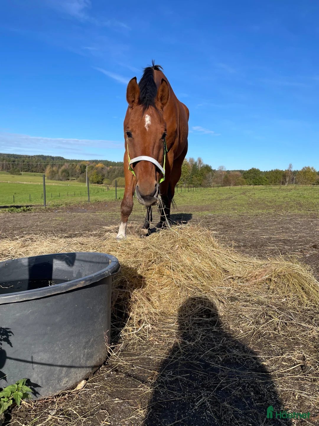 Allround hästar till salu: Fin läromästare  i Rävlanda - Annons 6