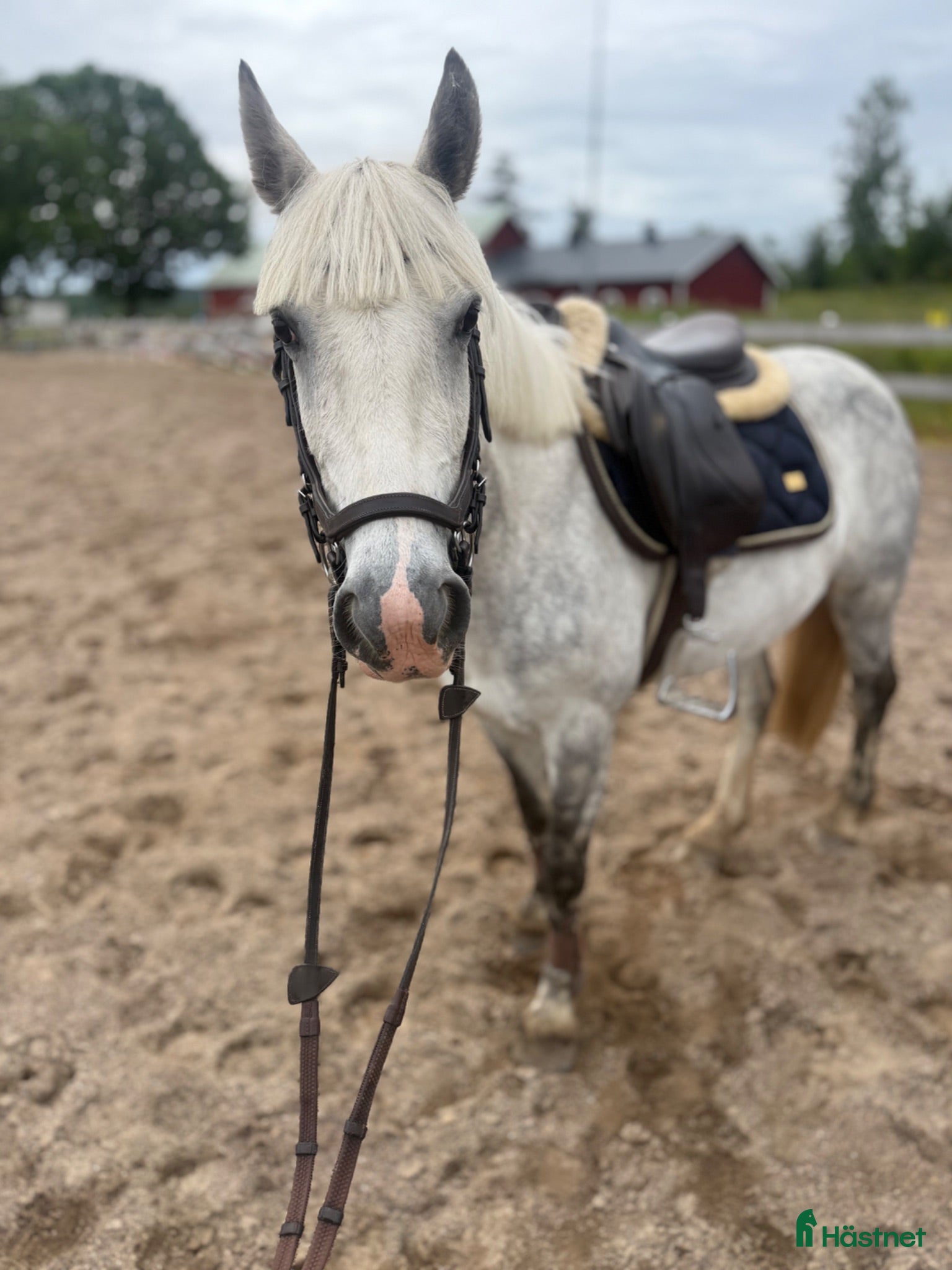  hästar Drömponnyn - Annons 14