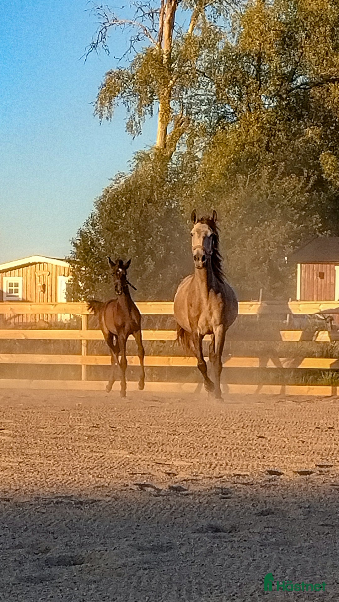 Allround hästar till salu: Forma din pärla själv i Kättilstorp - Annons 3