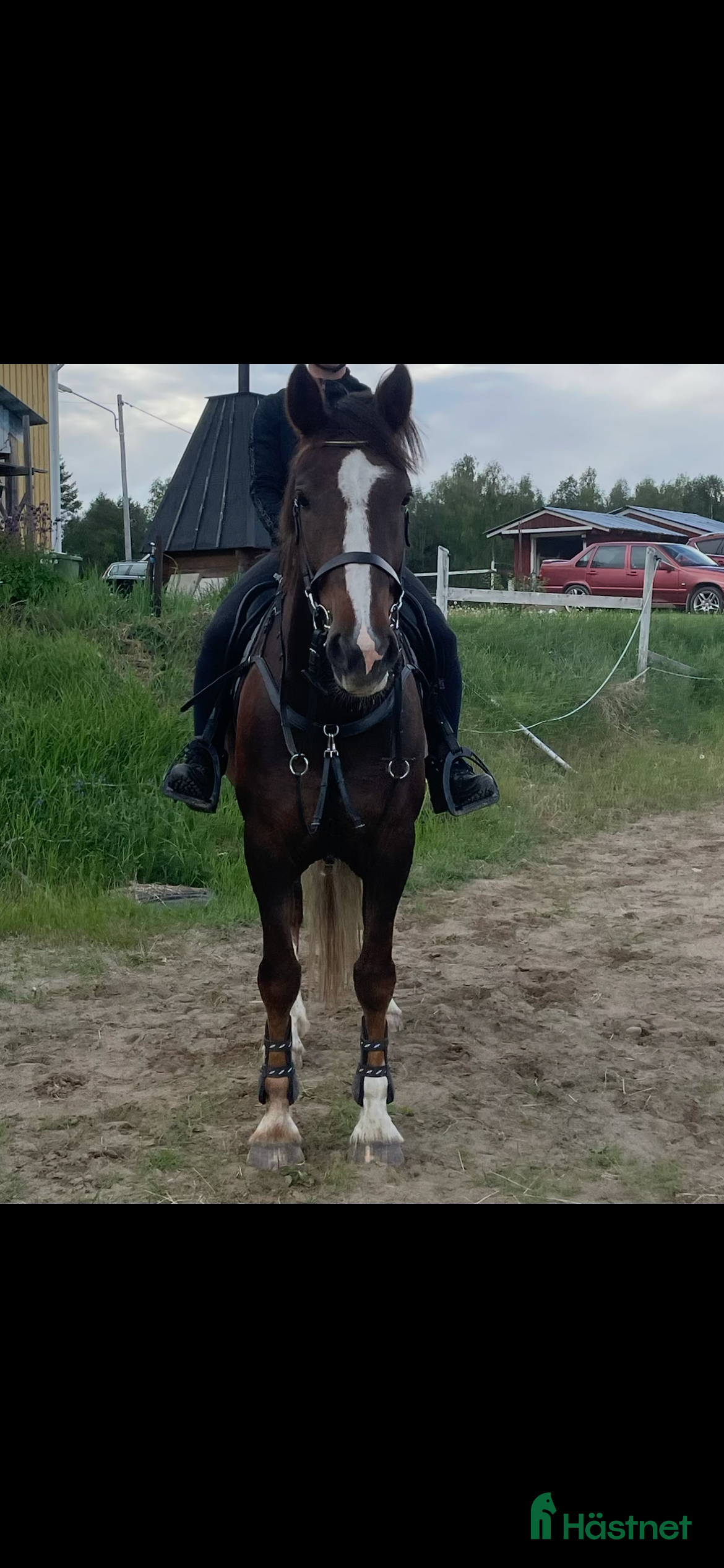  hästar Irländskt sto - Annons 1