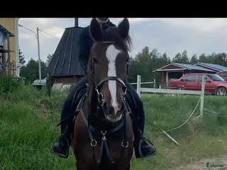 hästar Irländskt sto - Annons 1