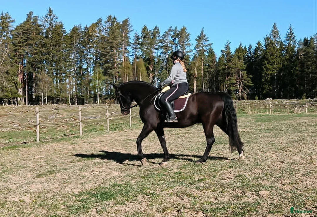 Allround hästar till salu: Snygg och trevlig valack i Herrljunga - Annons 5