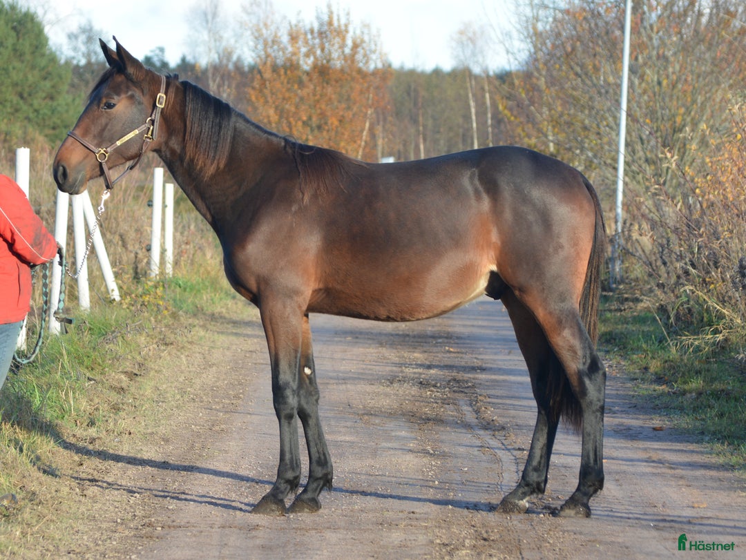 Trav hästar till salu: säljes efter Googoo Gaaga,  Redley Express i Tibro - Annons 6