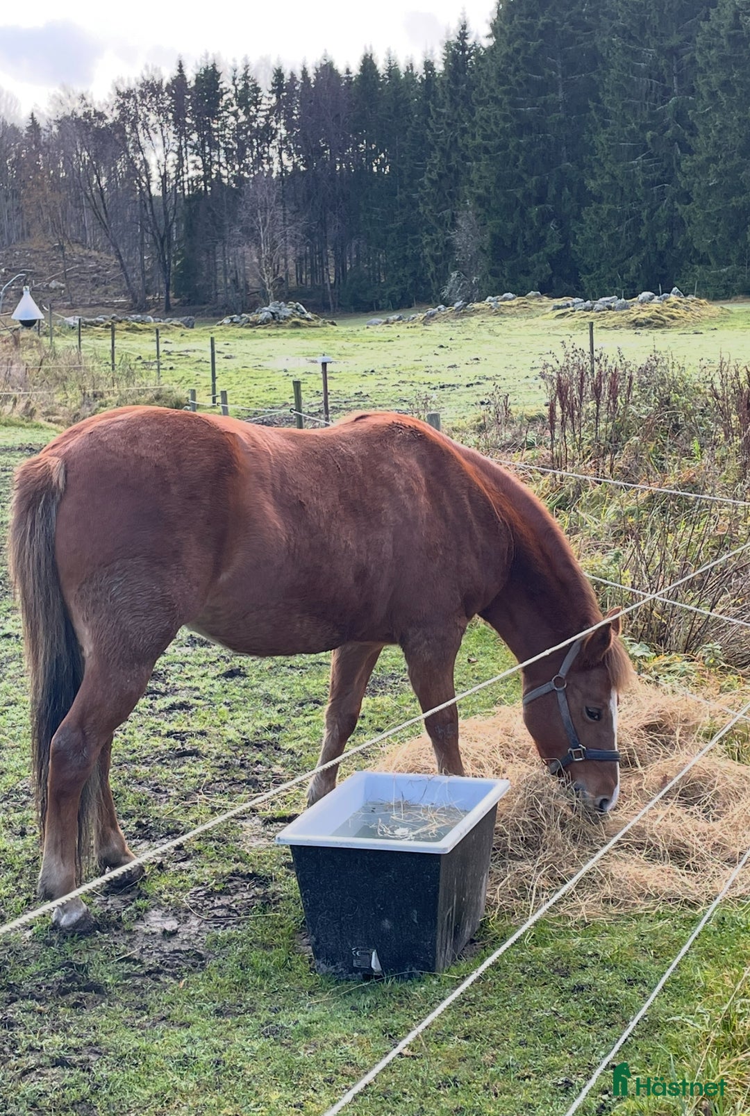 Allround hästar till salu: Mysiga Bella till salu  i Högsjö - Annons 4
