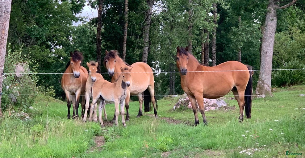 Galleribild {{count}}