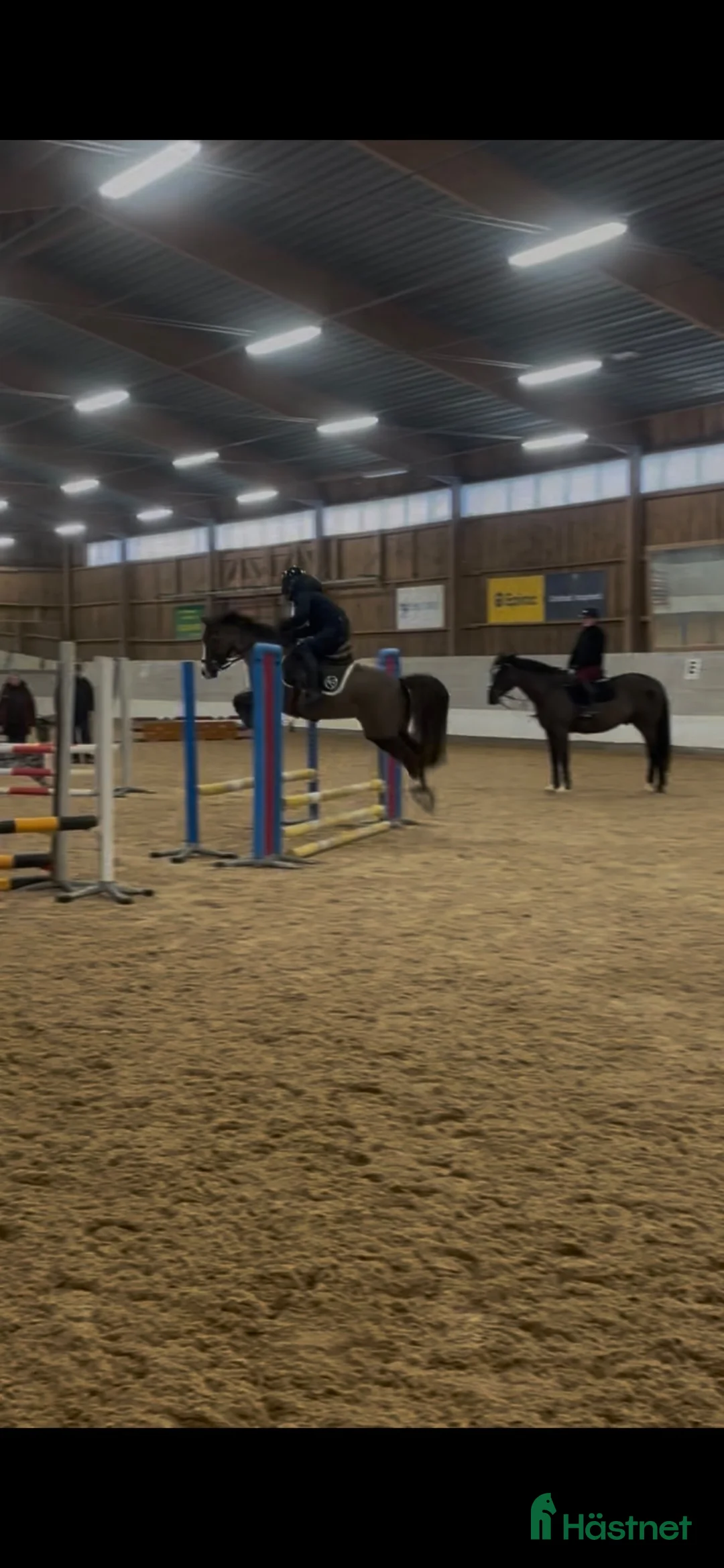 Allround hästar till salu: Lojal SWB ponny söker sin nya bästis💗 - Annons 1