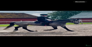  hästar i Ängelholm - Annons 8