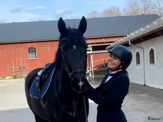 medryttarhäst sökes: Medryttarhäst sökes - Annons 6