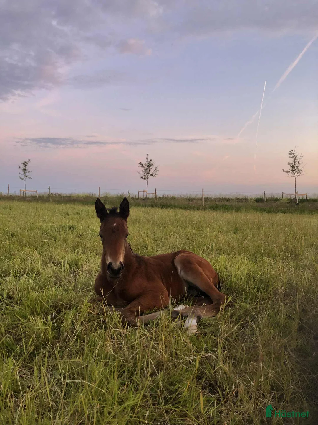 Allround hästar till salu: Ett riktigt fynd för den kräsne! i Tvååker - Annons 4