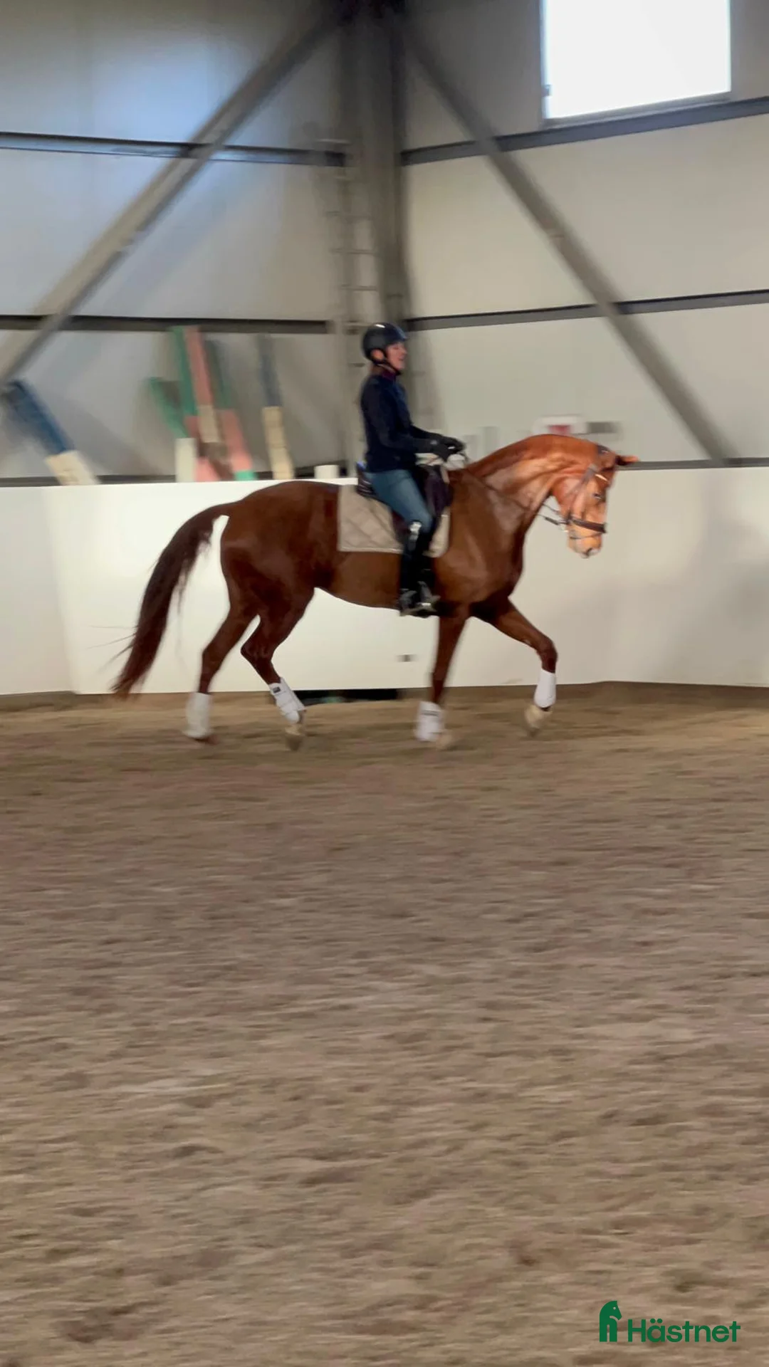 Dressyr hästar till salu: Fantastiskt fint sto 💛 - Annons 3